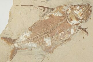 7.8" Cretaceous Fossil Fish (Nematonotus) - Hjoula, Lebanon - Fossil #202120
