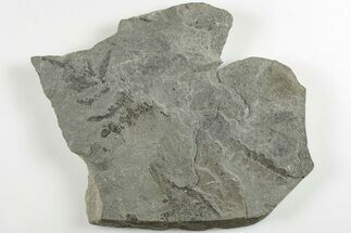 6.4" Pennsylvanian Fossil Fern (Neuropteris) Plate - Kentucky - Fossil #201640