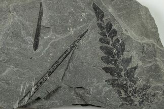 Pennsylvanian Fossil Flora (Neuropteris and Lepidodendron) Plate #201657