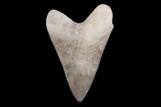 Realistic, 7.4" Carved Smoky Quartz Megalodon Tooth - Replica - Crystal #202106