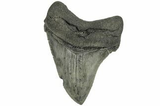 Serrated, Chubutensis Tooth - Megalodon Ancestor #202029