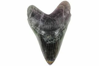 Realistic, 7.4" Carved Fluorite Megalodon Tooth - Replica - Crystal #202096