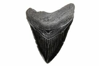 4.92" Fossil Megalodon Tooth - South Carolina - Fossil #201621