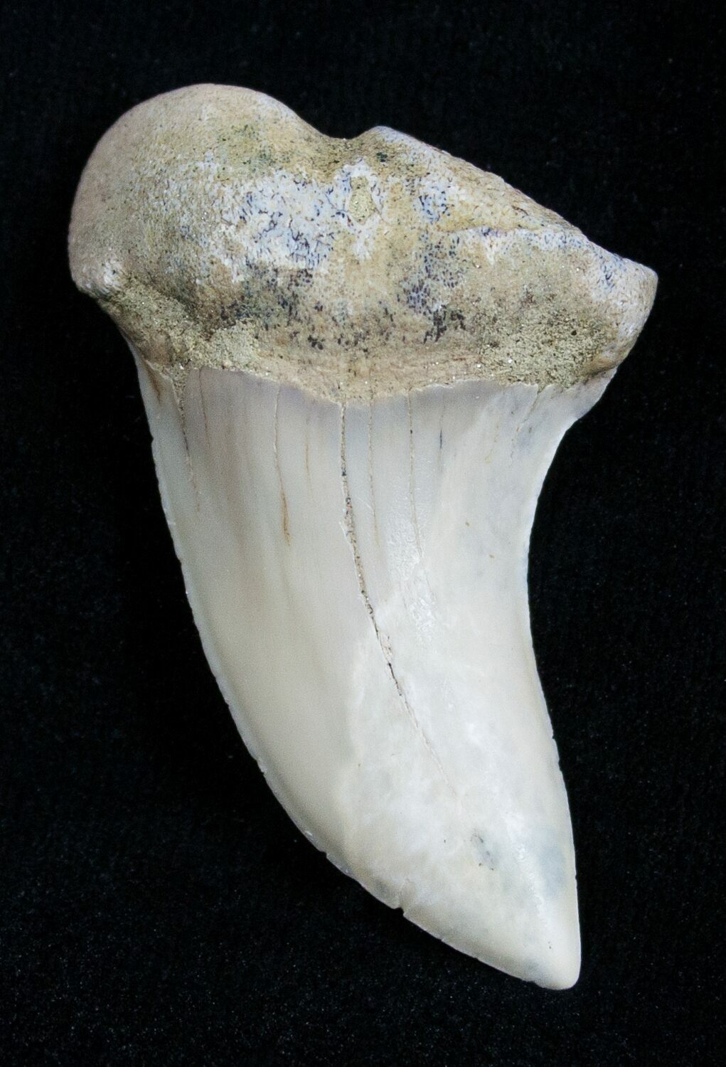 Mako Shark Tooth Fossil (Sharktooth Hill) For Sale (#2100) - FossilEra.com