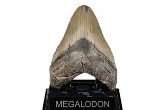 Serrated, 5.11" Fossil Megalodon Tooth - North Carolina - Fossil #201930