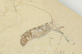 Two Cretaceous Fossil Shrimp - Lebanon #202163