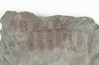 Pennsylvanian Fossil Fern (Mariopteris?) Plate - Kentucky #201713