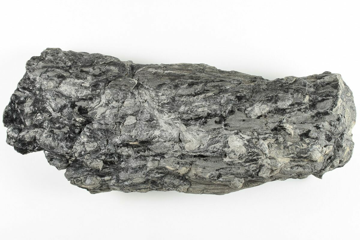 7.5" Fossil Lycopod Tree Root (Stigmaria) Kentucky (201716) For Sale