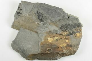 5.6" Pennsylvanian Fossil Fern (Neuropteris) Plate - Kentucky - Fossil #201730