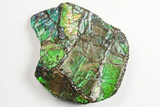 Emerald Green Ammolite (Fossil Ammonite Shell) - Alberta, Canada #202314