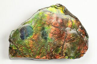 Iridescent Ammolite (Fossil Ammonite Shell) - Alberta, Canada #202320