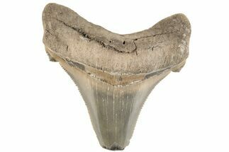 Serrated Angustidens Tooth - Megalodon Ancestor #202390