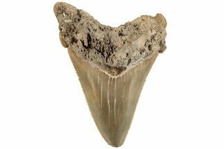 Serrated Angustidens Tooth - Megalodon Ancestor #202391