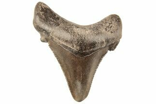 Serrated Angustidens Tooth - Megalodon Ancestor #202406