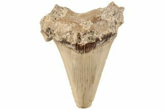 Serrated Angustidens Tooth - Megalodon Ancestor #202407