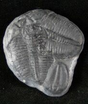 Elrathia Trilobite Cluster on Calcite Nodule #12516