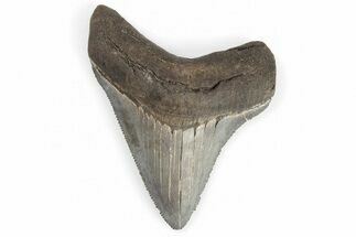 Serrated, Juvenile Megalodon Tooth - Beautiful Tooth #202567