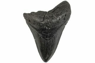 4.28" Fossil Megalodon Tooth - South Carolina - Fossil #201545