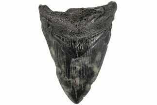 4.04" Fossil Megalodon Tooth - South Carolina - Fossil #201547
