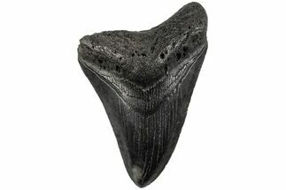 Fossil Megalodon Tooth - South Carolina #201549