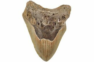 3.86" Fossil Megalodon Tooth - North Carolina - Fossil #202277