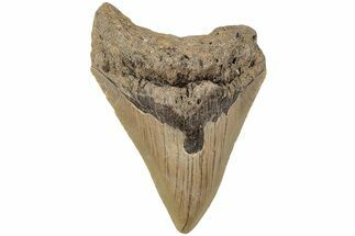 3.81" Fossil Megalodon Tooth - North Carolina - Fossil #202280