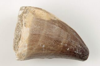 1.6" Fossil Mosasaur (Prognathodon) Tooth - Morocco - Fossil #200976