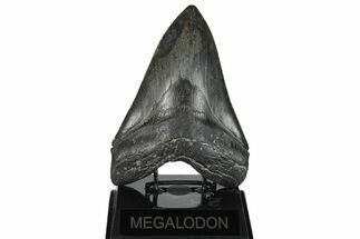 Serrated, Fossil Megalodon Tooth - Foot Shark! #202680
