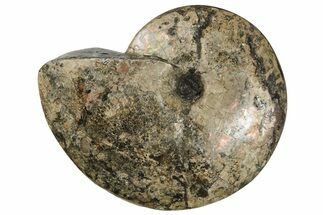 Huge, Fossil Ammonite (Placenticeras) - South Dakota #144026