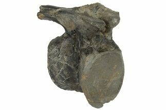 Ornithopod Dinosaur Vertebra - Isle of Wight, England #171296