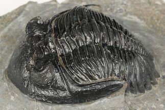 1.9" Detailed Hollardops Trilobite - Nice Eye Facets - Fossil #202963