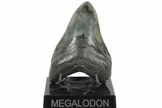 Fossil Megalodon Tooth - South Carolina #196899