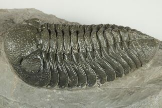 2.35" Morocops Trilobite Fossil - Ofaten, Morocco - Fossil #202986
