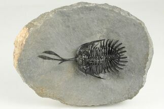 Spiny Walliserops Trilobite - Healed Injury To Fork #203006
