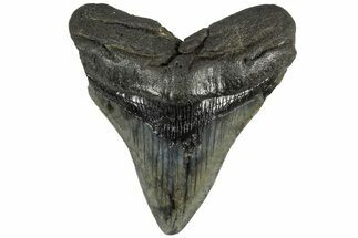 Fossil Megalodon Tooth - South Carolina #203063