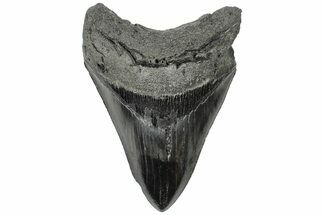Serrated, 4.55" Fossil Megalodon Tooth - South Carolina - Fossil #203070