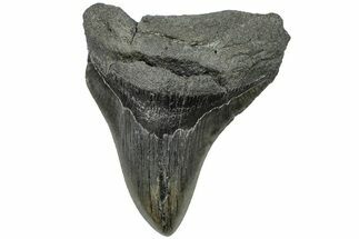 Bargain, Fossil Megalodon Tooth - South Carolina #203077