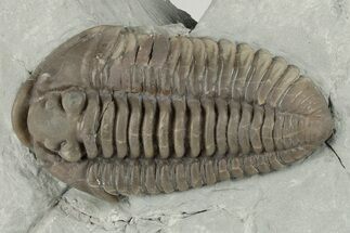 Huge, 2.03" Flexicalymene Trilobite - Monroe, Ohio - Fossil #203136