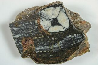 Polished Stone Slab With Chiastolite Cross - Spain #195395
