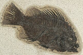 Fossil Fish (Cockerellites) - Wyoming #203196