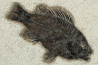 Elegant Fossil Fish (Cockerellites) - Wyoming #203181