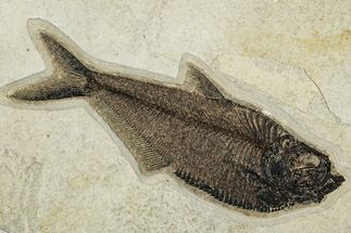 7.8" Detailed Fossil Fish (Diplomystus) - Wyoming - Fossil #203212