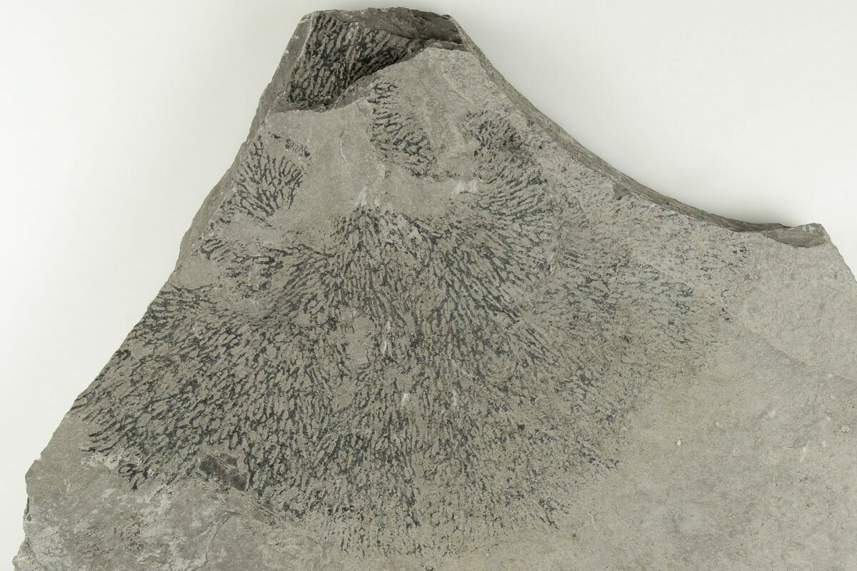 6.1" Graptolite (Desmograptus) Fossil Rochester Shale, NY (203268