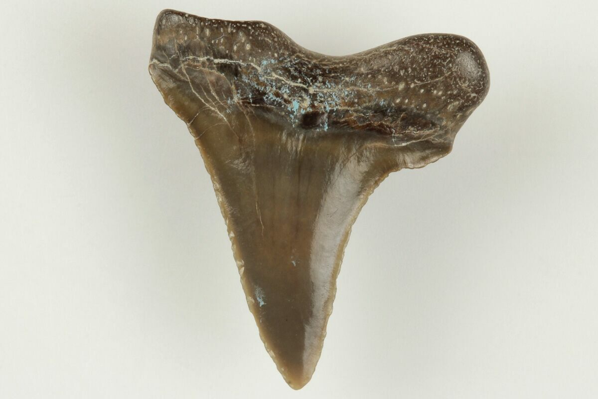 .7" Fossil Shark (Cretodus) Tooth Carlile Shale, Kansas (203281) For