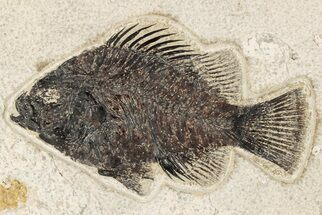 Fossil Fish (Cockerellites) - Wyoming #203202
