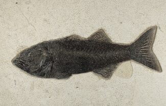 Uncommon Fish Fossil (Mioplosus) - Wyoming #203214