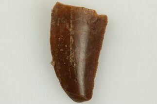 Bargain, .5" Raptor Tooth - Real Dinosaur Tooth - Fossil #203384