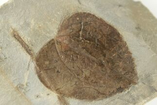 1.4" Fossil Leaf (Zizyphus) - Montana - Fossil #203364