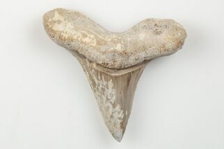 1.65" Cretaceous Ginsu Shark (Cretoxyrhina) Tooth - Kansas - Fossil #203314