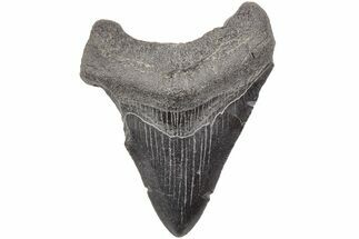 3.33" Fossil Megalodon Tooth - South Carolina - Fossil #203143